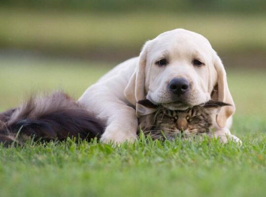 Как создать гармоничное пространство для собаки и кошки в вашем доме