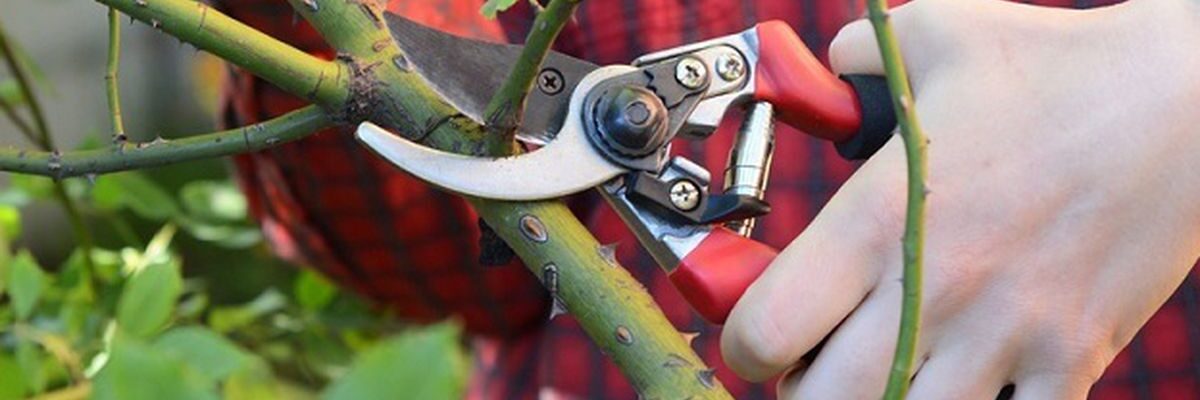 Уход за розами: виды, сроки и правила обрезки для вашего сада