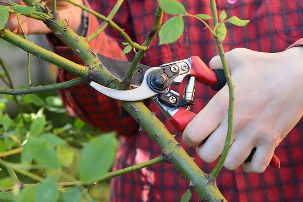 Уход за розами: виды, сроки и правила обрезки для вашего сада