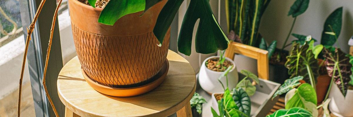 Уход за комнатными растениями: полив, подкормка и защита от вредителей