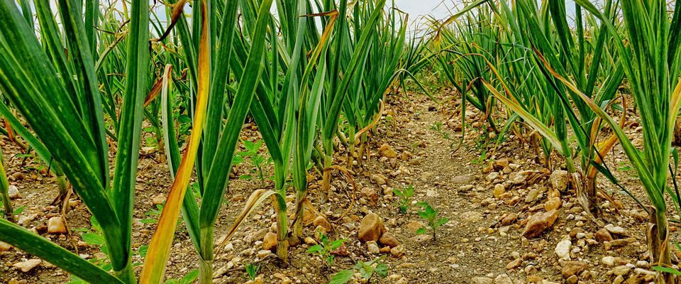 Особый уход за растениями в мае: 3 способа улучшить урожай