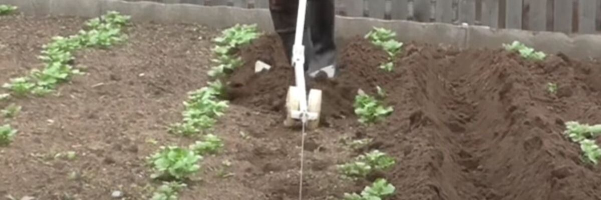 Ошибки в уходе за садом: какие растения не любят окучивания