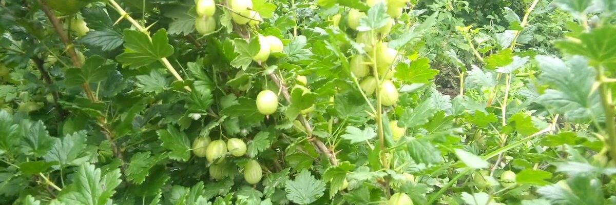 Осенняя пересадка крыжовника: секреты успешного укоренения и роста