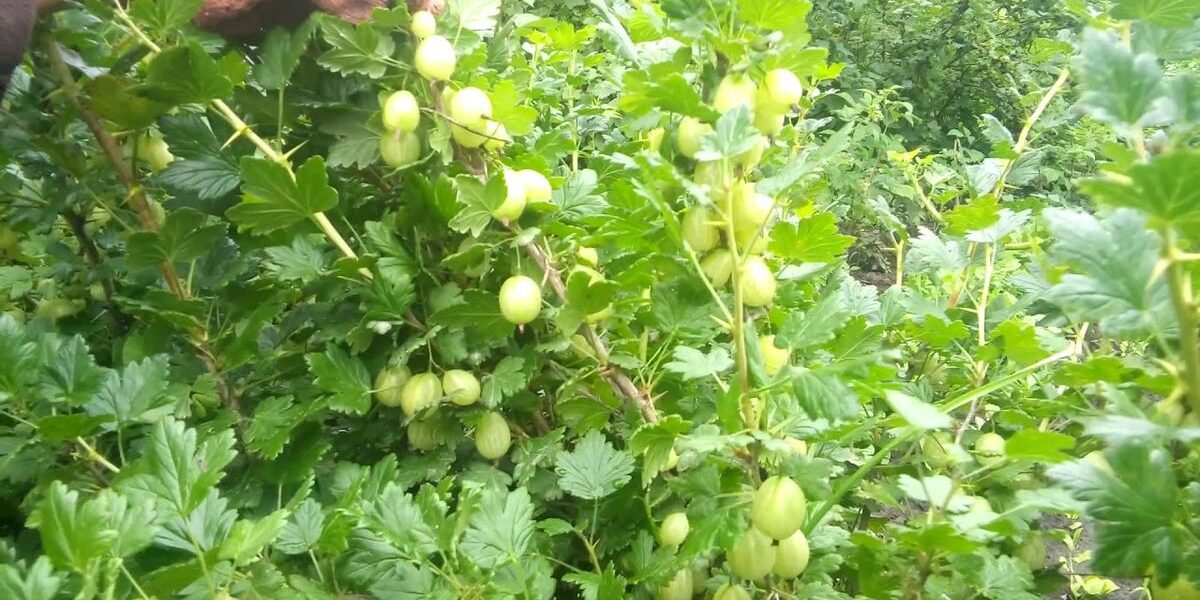 Осенняя пересадка крыжовника: секреты успешного укоренения и роста