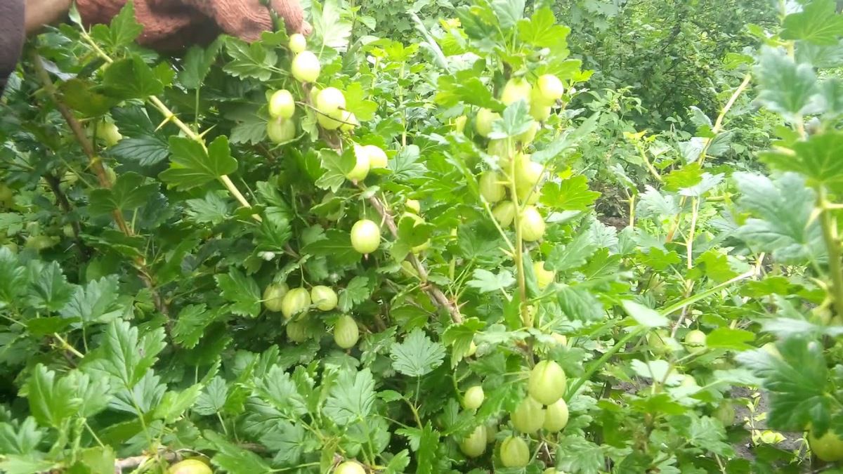 Осенняя пересадка крыжовника: секреты успешного укоренения и роста