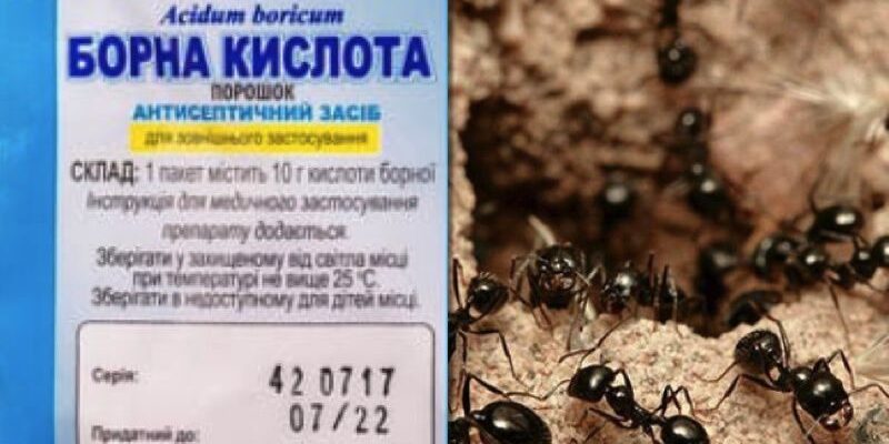 Экологичные решения: как избавиться от муравьев в доме и на участке