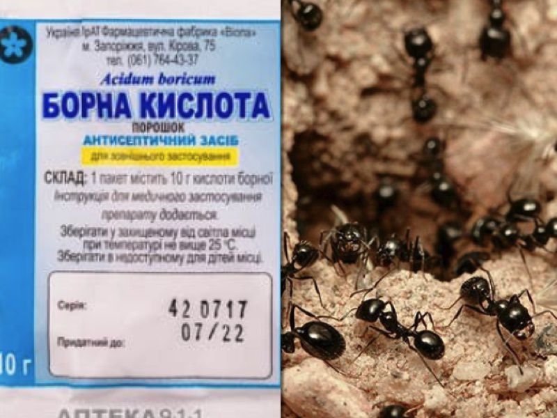 Экологичные решения: как избавиться от муравьев в доме и на участке