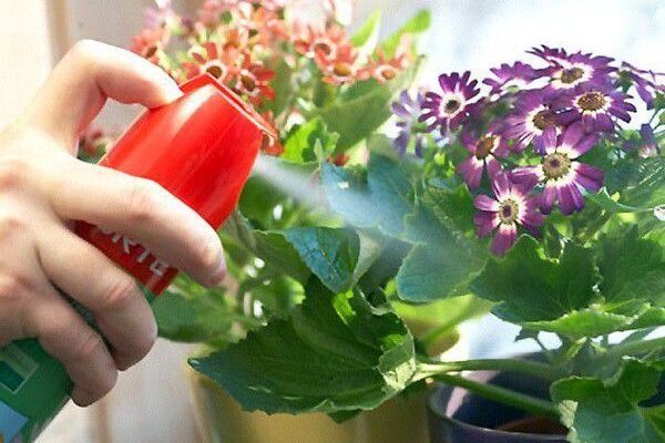 Борьба с мошками на комнатных растениях: эффективные и простые методы