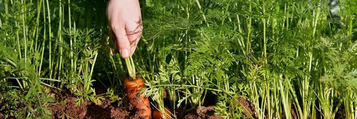 Совместимость растений: какие соседи испортят урожай моркови