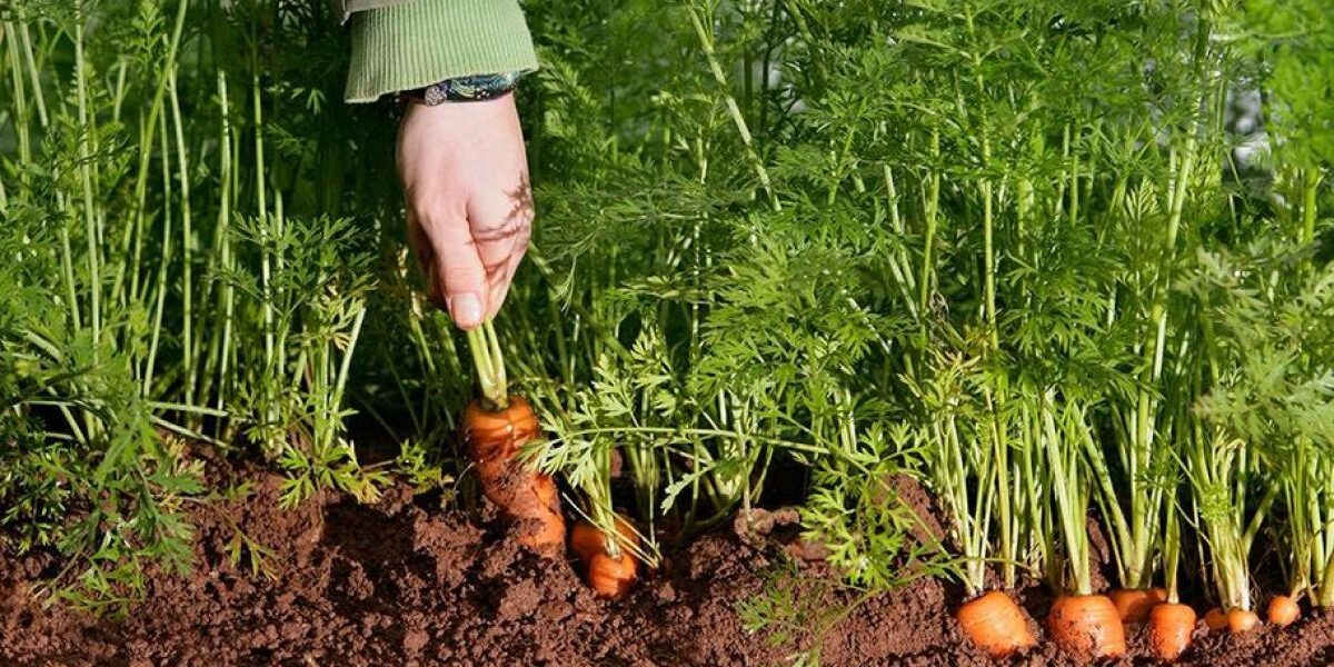 Совместимость растений: какие соседи испортят урожай моркови