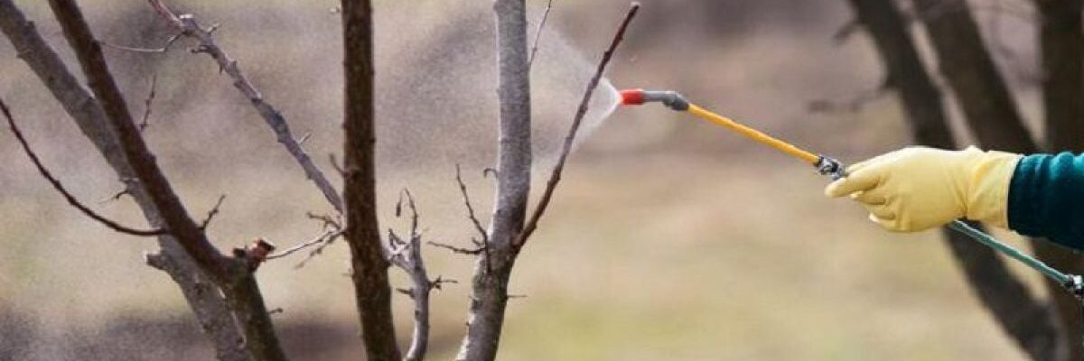 Весенняя обработка сада: как избежать распространенных ошибок и добиться пышного цветения