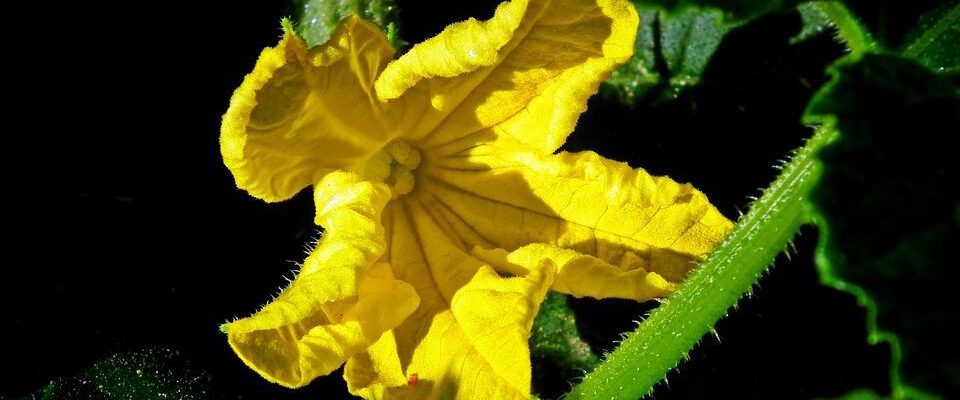 Быстрая рассада огурцов: экспресс-метод для вашего сада