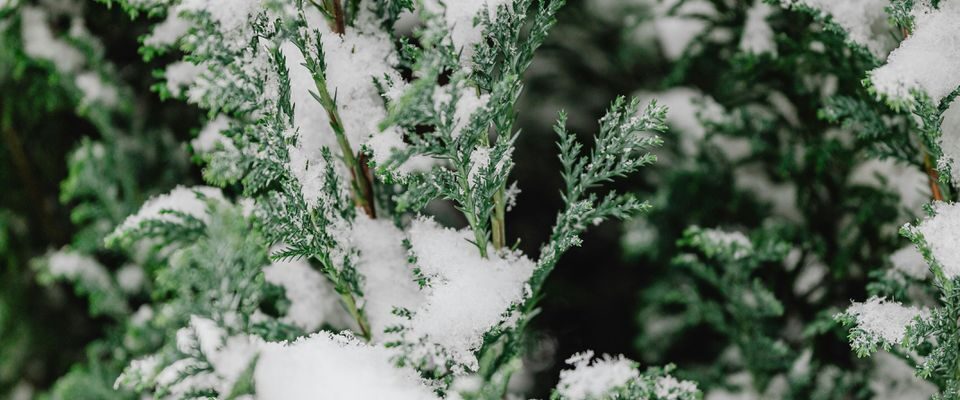 Укрытие туи на зиму: зачем и как защитить хвойные деревья