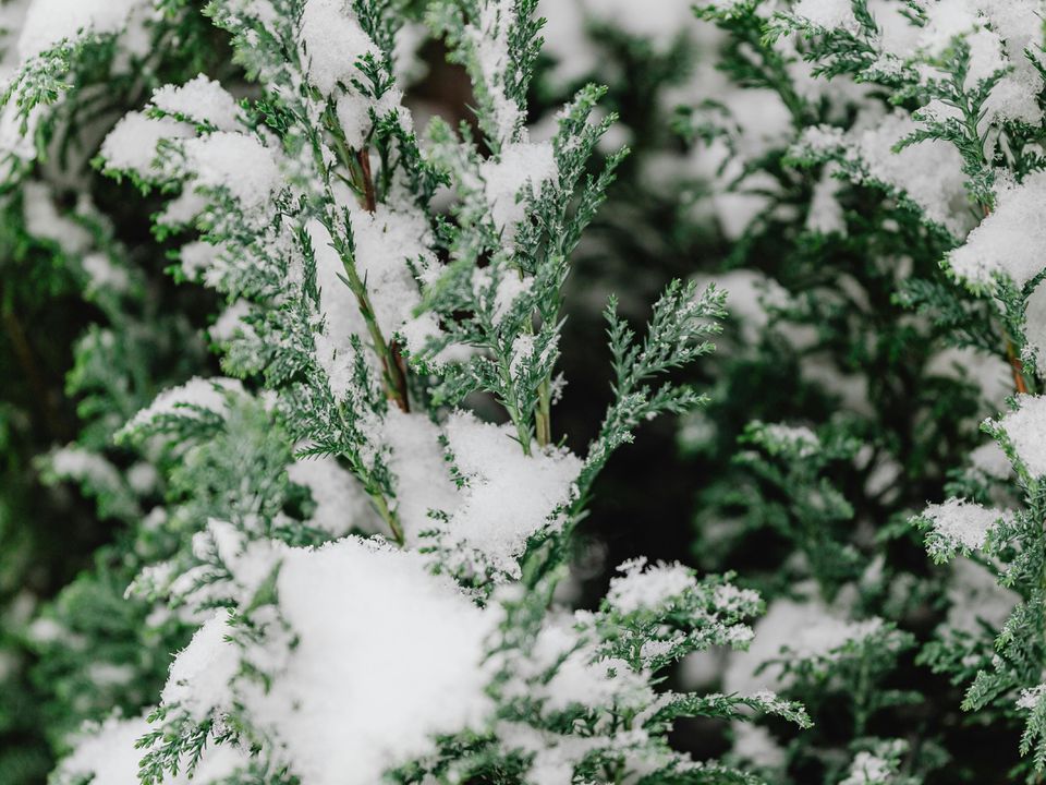 Укрытие туи на зиму: зачем и как защитить хвойные деревья