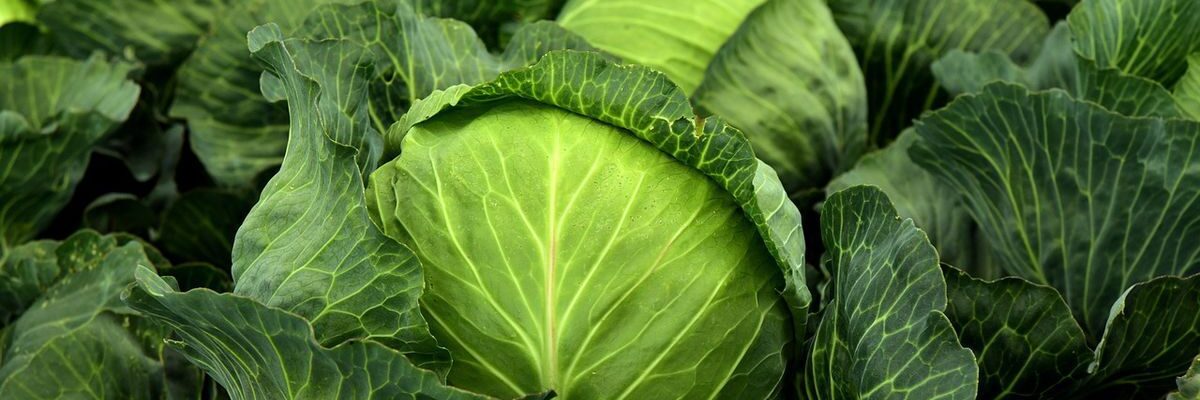 Осенняя посадка: секреты раннего урожая овощей