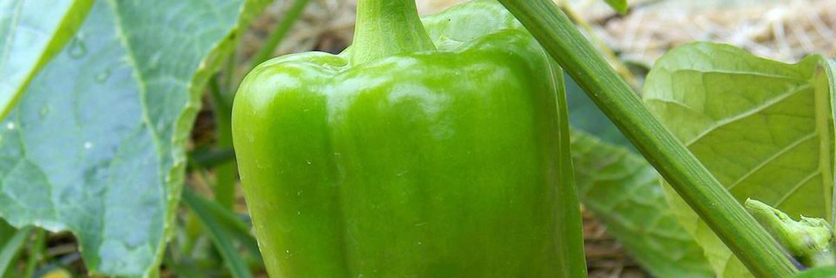 Соседи для перца в теплице: идеальное сочетание растений для богатого урожая