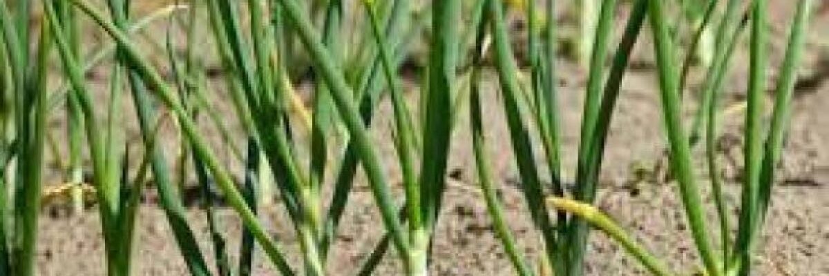 Весенние удобрения для чеснока: секреты богатого урожая