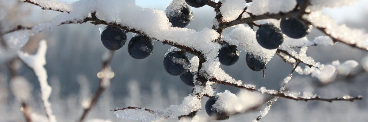 Подготовка сада к зиме: защита от непогоды и уход за растениями