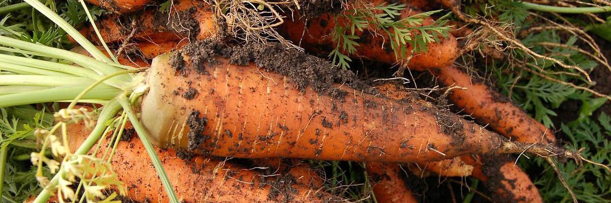 Долговечность корнеплодов: секреты хранения урожая с помощью природных материалов