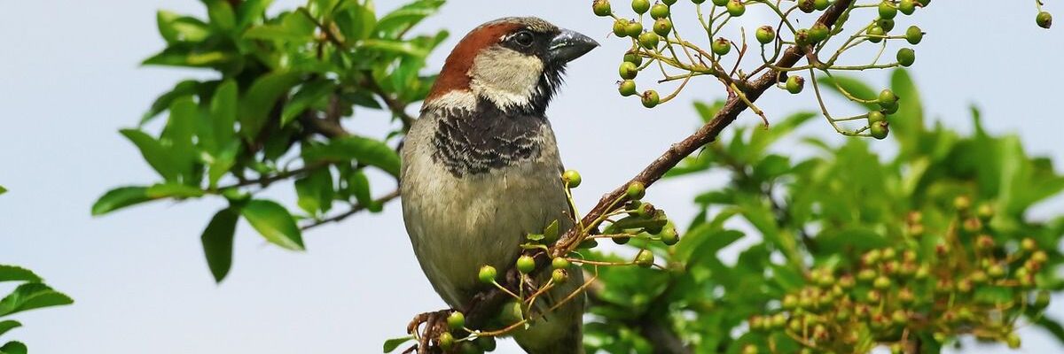 Защита сада от птиц: эффективные методы и советы дизайнеров