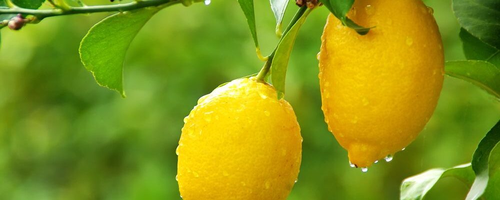 Лимонное дерево: секреты успешной прививки и ухода для вашего сада
