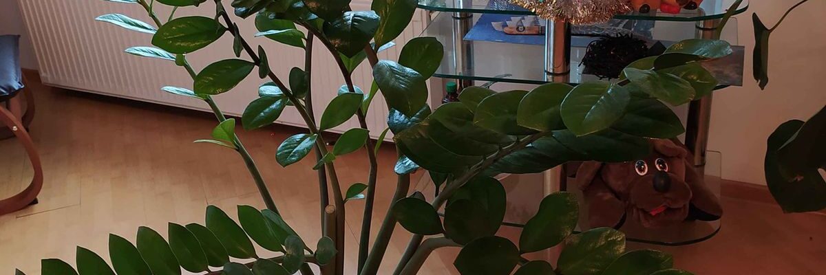 Уход за комнатными растениями зимой: секреты полива в отопительный сезон