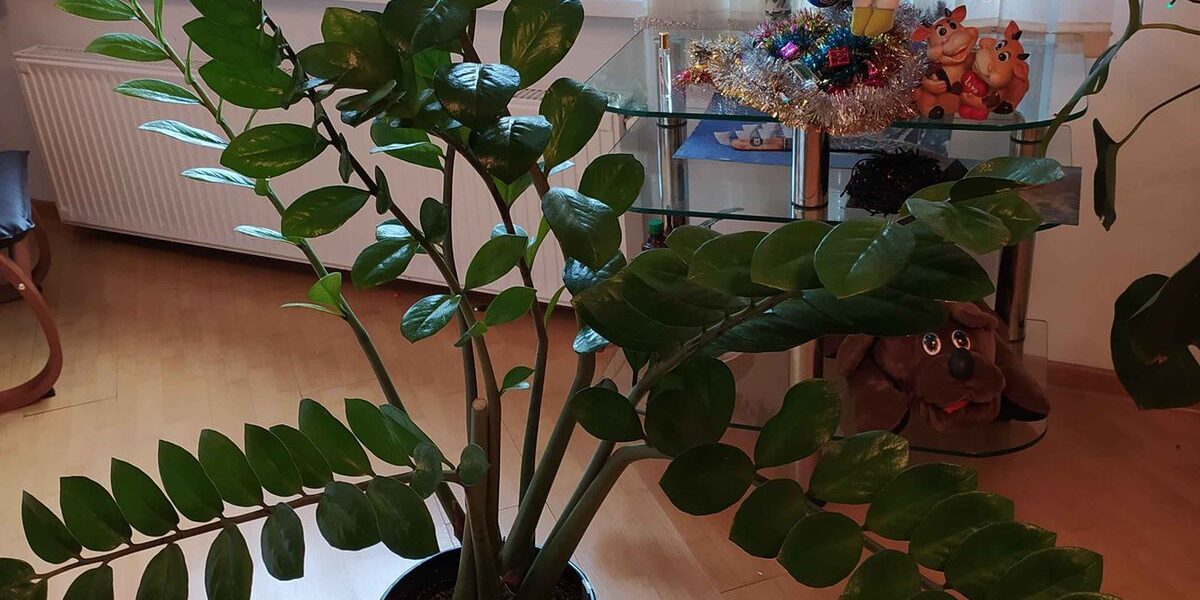 Уход за комнатными растениями зимой: секреты полива в отопительный сезон