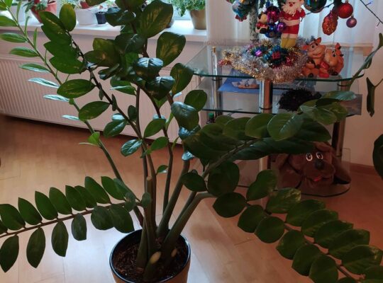 Уход за комнатными растениями зимой: секреты полива в отопительный сезон