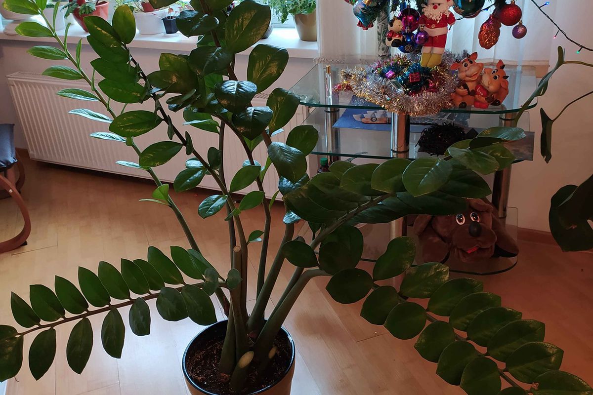 Уход за комнатными растениями зимой: секреты полива в отопительный сезон