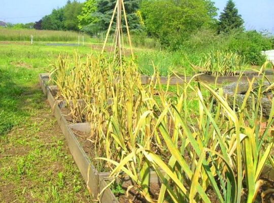 Почему желтеют растения: 7 распространенных причин и как их избежать