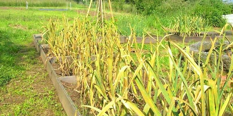 Почему желтеют растения: 7 распространенных причин и как их избежать