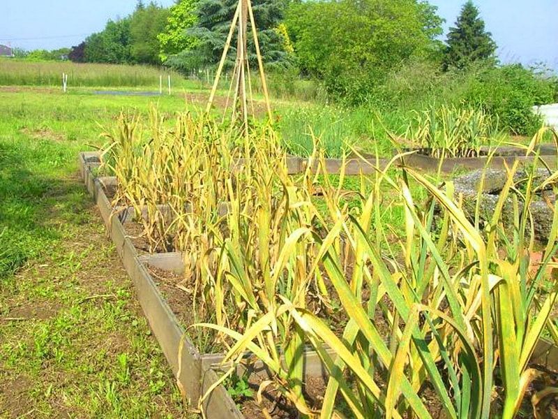 Почему желтеют растения: 7 распространенных причин и как их избежать