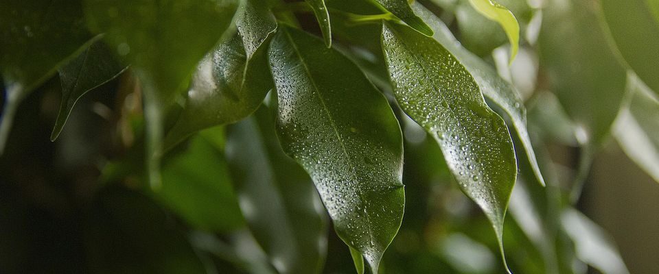 Фикус как из журнала: секрет яркой зелени для вашего интерьера