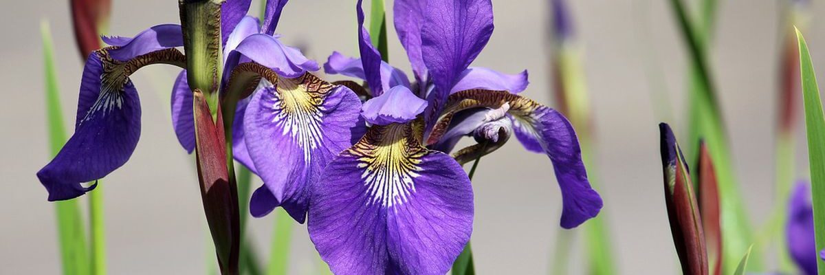 Осенний уход за ирисами: 3 секрета здоровья и пышного цветения