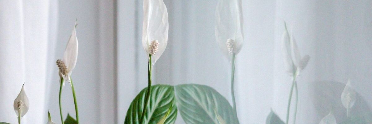 Как добиться цветения спатифиллума: секреты пышных бутонов даже у ослабленного растения