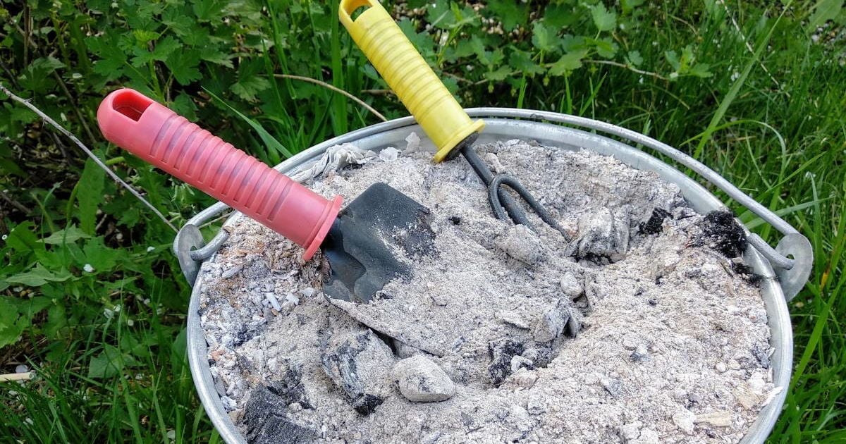 Деревний попіл: чому він може нашкодити вашим рослинам і як уникнути втрати врожаю