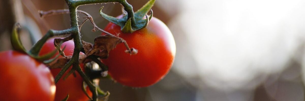 Выращивание томатов без рассады: инновационные методы для вашего сада