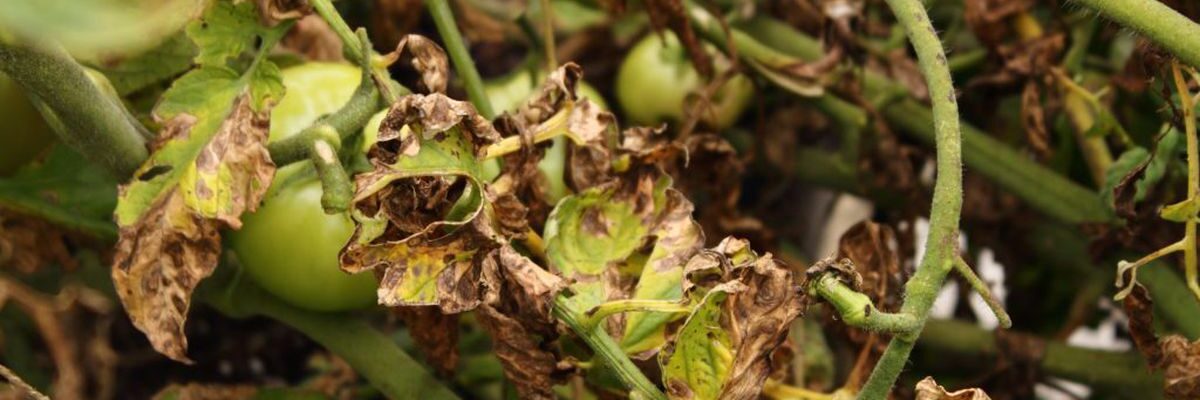 Защита урожая томатов: Как сохранить растения от болезней и получить богатый урожай