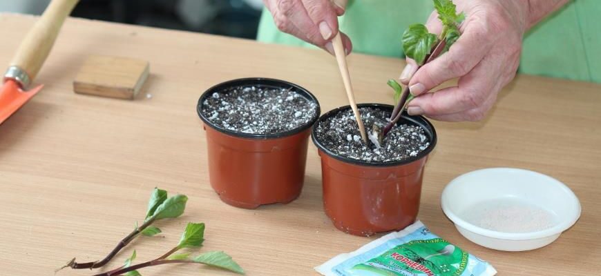 Размножение георгин: практические советы и секреты