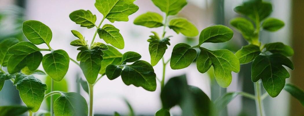 Натуральные удобрения для рассады: секреты обильного урожая