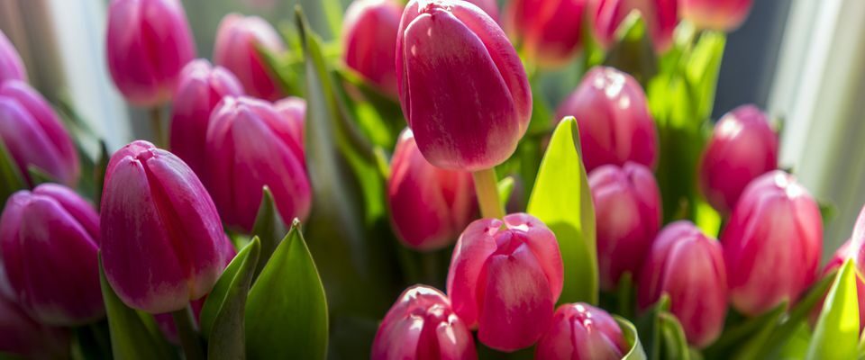 Зимний сад: выращиваем тюльпаны в горшках дома