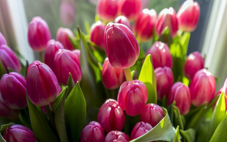 Зимний сад: выращиваем тюльпаны в горшках дома