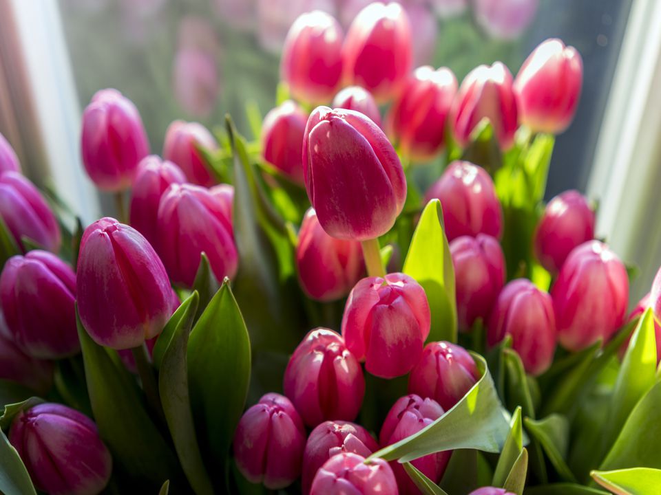 Зимний сад: выращиваем тюльпаны в горшках дома