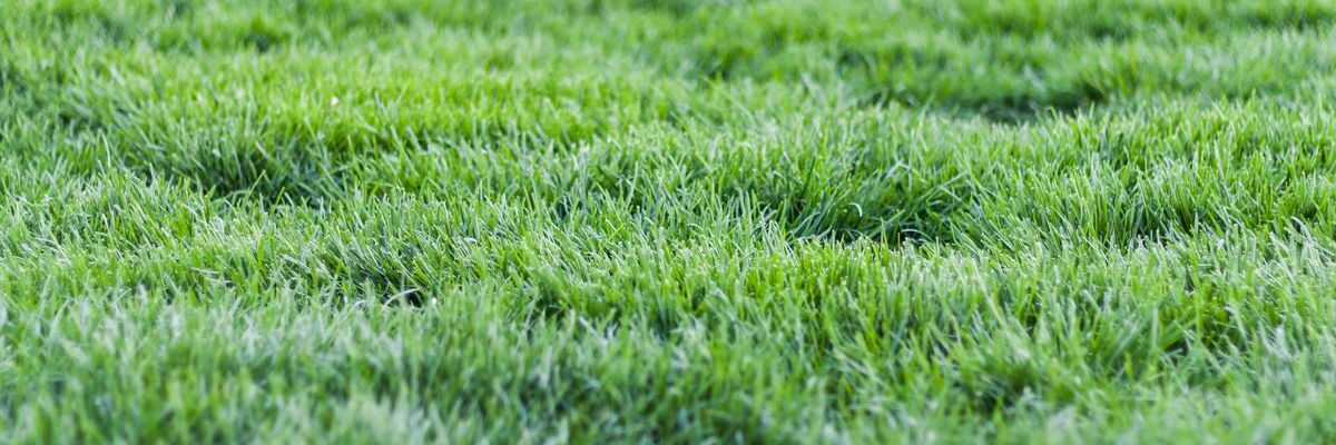 Уход за газоном зимой: почему нельзя ходить и как сохранить декоративное покрытие