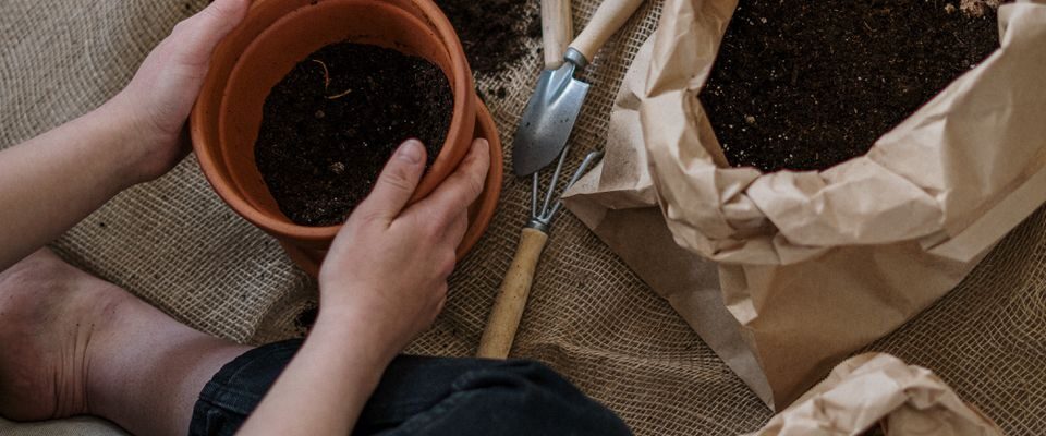 Секреты пышного цветения: выбор правильного дренажа для горшечных растений