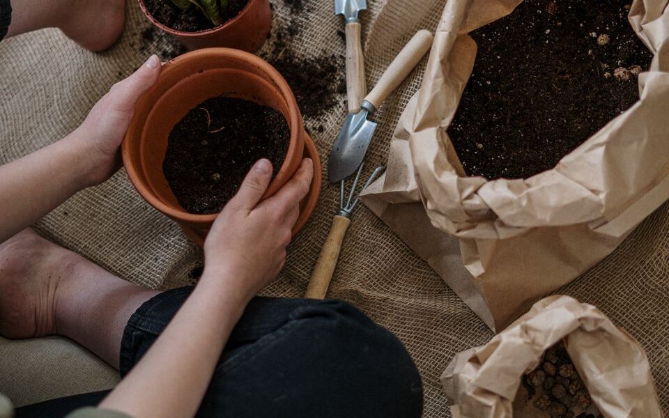 Секреты пышного цветения: выбор правильного дренажа для горшечных растений