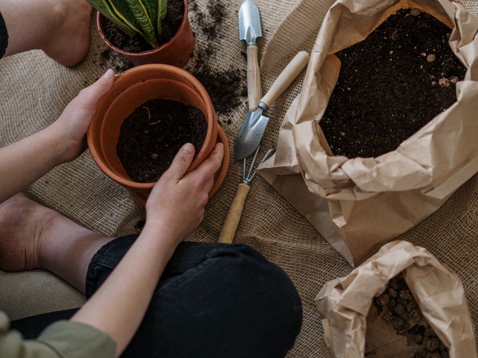Секреты пышного цветения: выбор правильного дренажа для горшечных растений