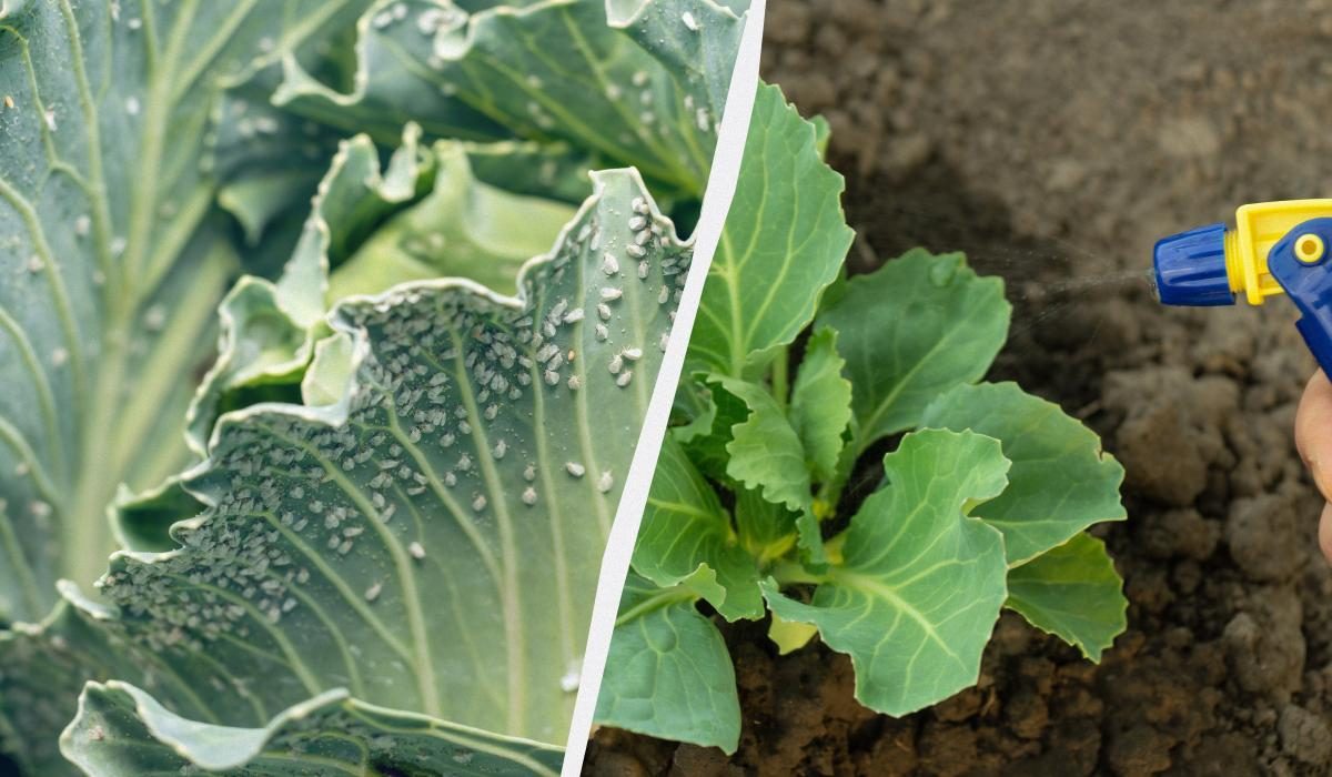 Натуральные методы борьбы с белокрылкой на капусте: 5 проверенных рецептов для дачников