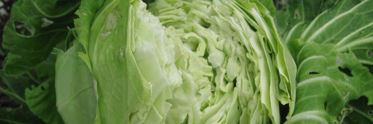 Почему трескается капуста на грядке: советы по предотвращению