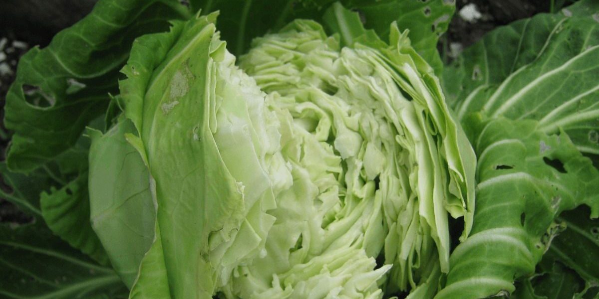 Почему трескается капуста на грядке: советы по предотвращению